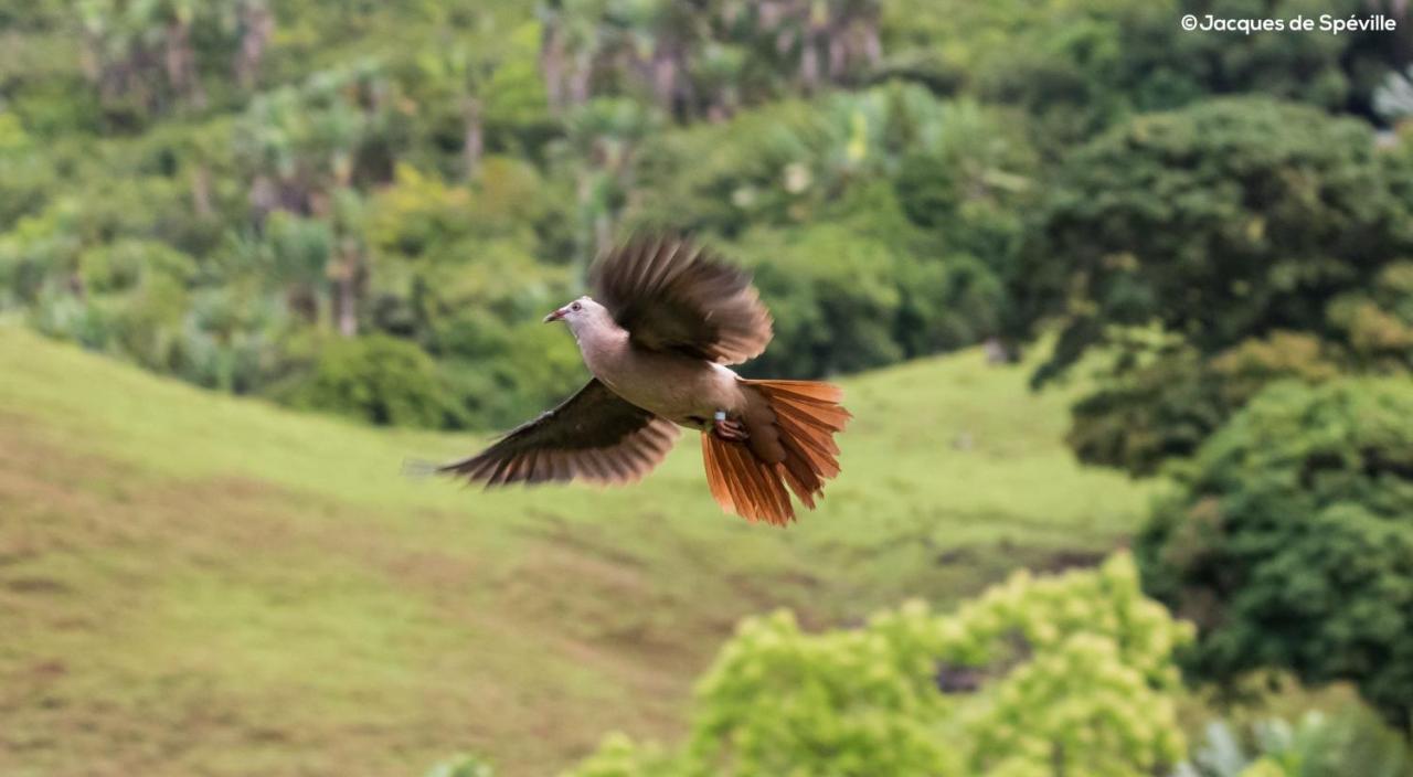 Ferney Nature Lodge มาเฮบอร์ก ภายนอก รูปภาพ