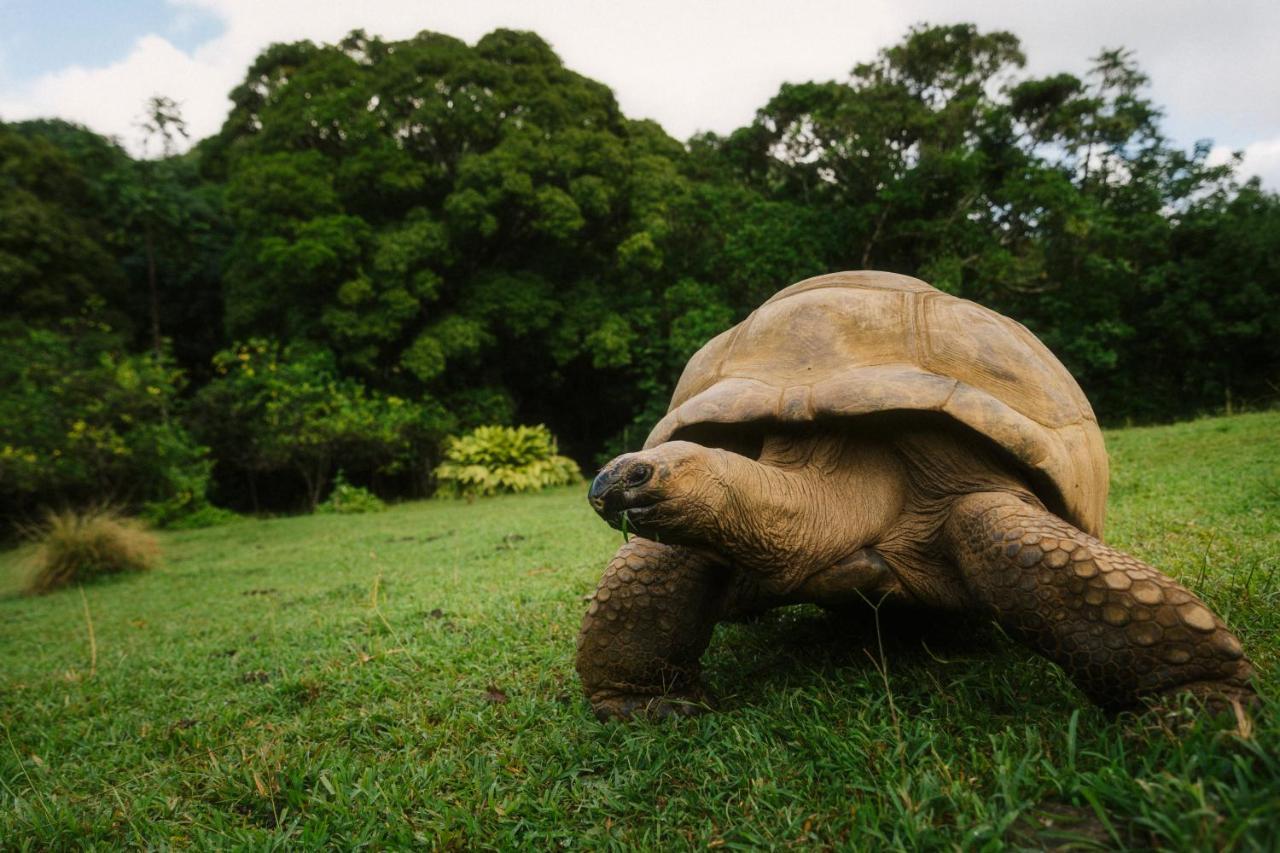 Ferney Nature Lodge มาเฮบอร์ก ภายนอก รูปภาพ